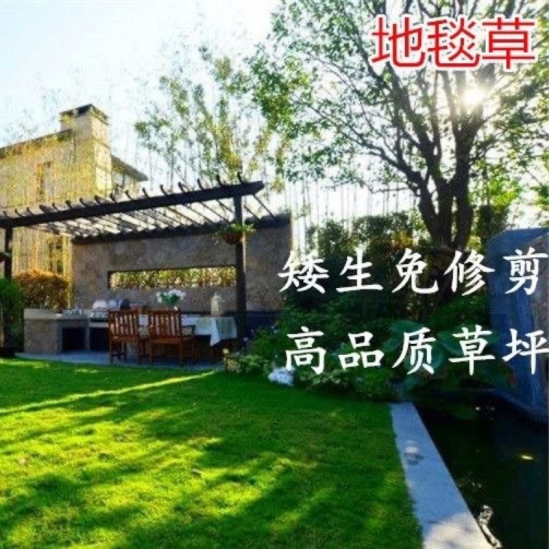 进口地毯草种籽草坪草籽四季常青矮生草坪种子高档庭院草皮种