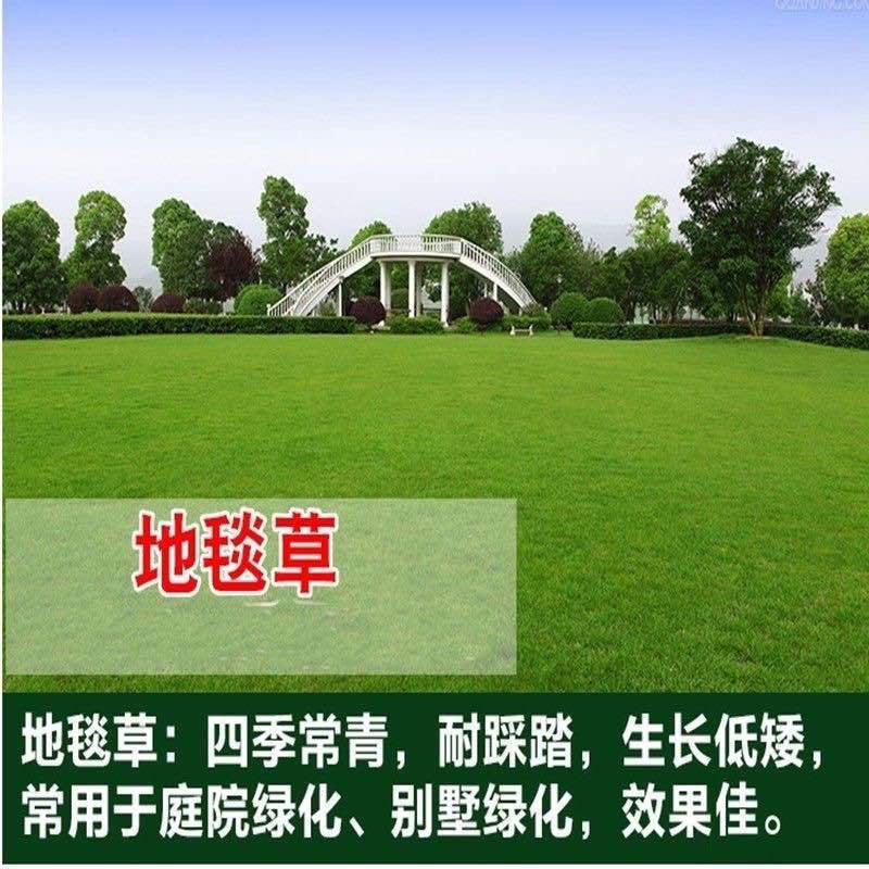 进口地毯草种籽草坪草籽四季常青矮生草坪种子高档庭院草皮种