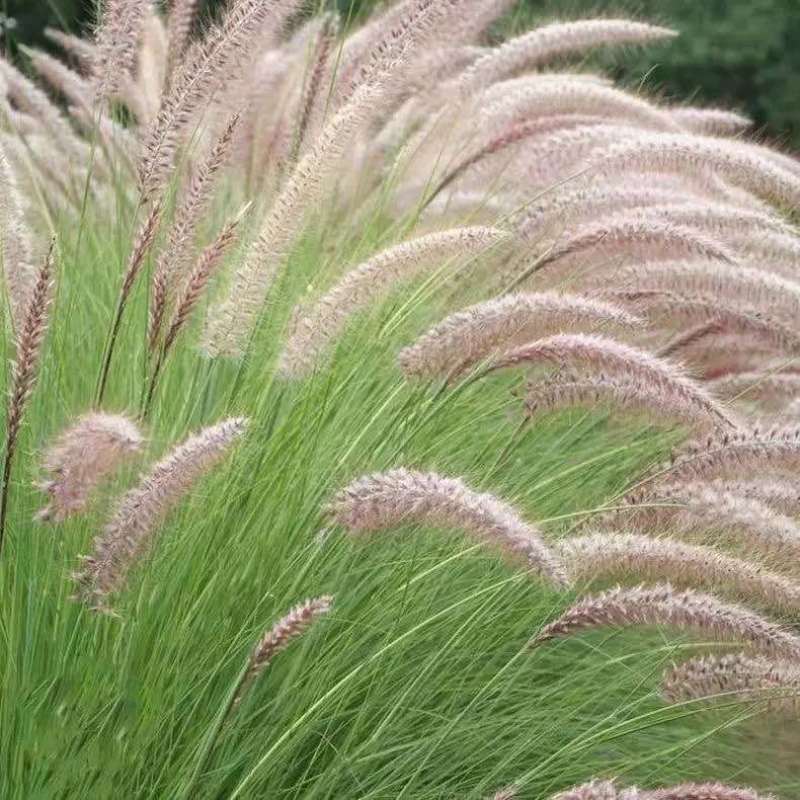 狼尾草种子四季开花易种活的室内阳台盆栽绿植庭院观赏花卉种