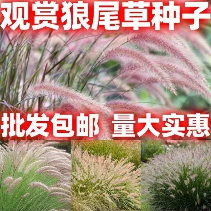 狼尾草种子四季开花易种活的室内阳台盆栽绿植庭院观赏花卉种