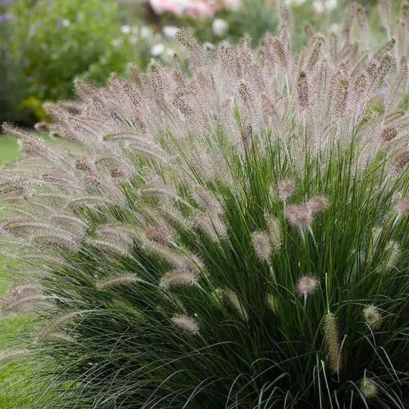 狼尾草种子四季开花易种活的室内阳台盆栽绿植庭院观赏花卉种