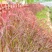 狼尾草种子四季开花易种活的室内阳台盆栽绿植庭院观赏花卉种