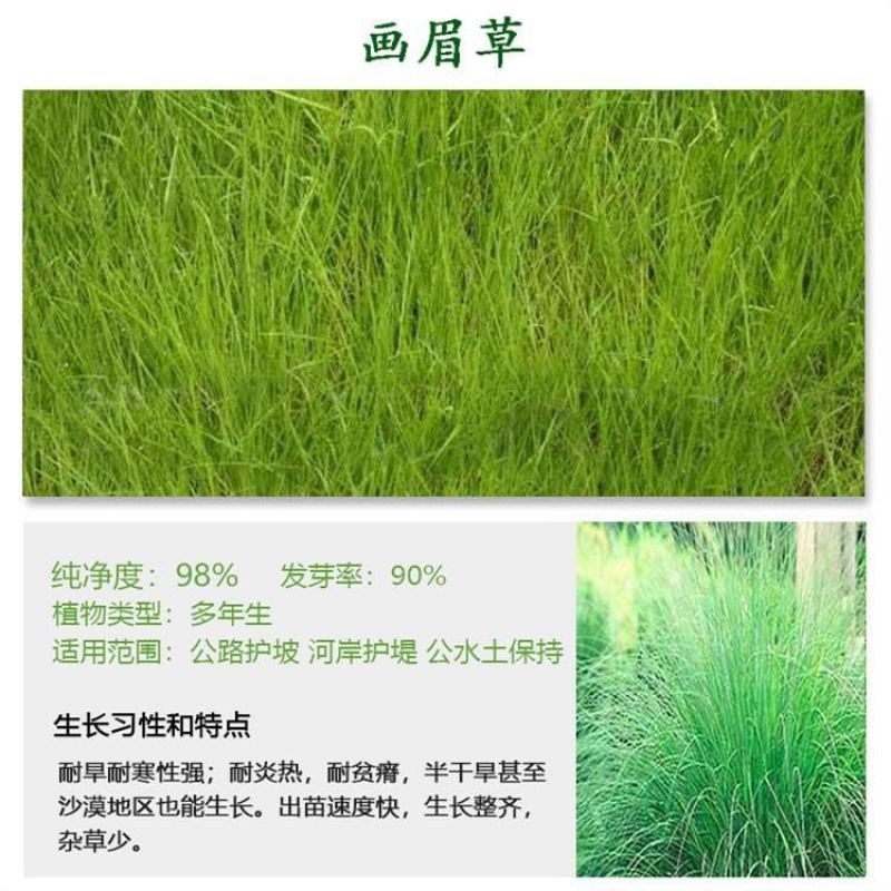 草坪弯叶画眉草护坡草坪耐寒耐旱性很强耐炎热种籽庭院