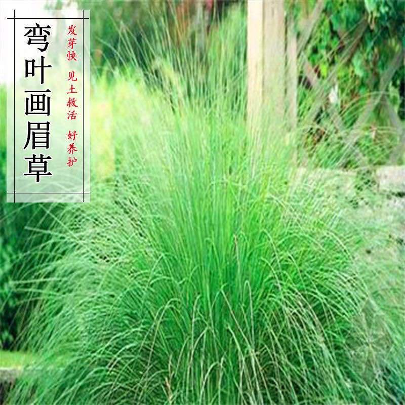 草坪弯叶画眉草护坡草坪耐寒耐旱性很强耐炎热种籽庭院