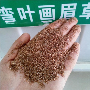 草坪弯叶画眉草护坡草坪耐寒耐旱性很强耐炎热种籽庭院