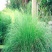 草坪弯叶画眉草护坡草坪耐寒耐旱性很强耐炎热种籽庭院
