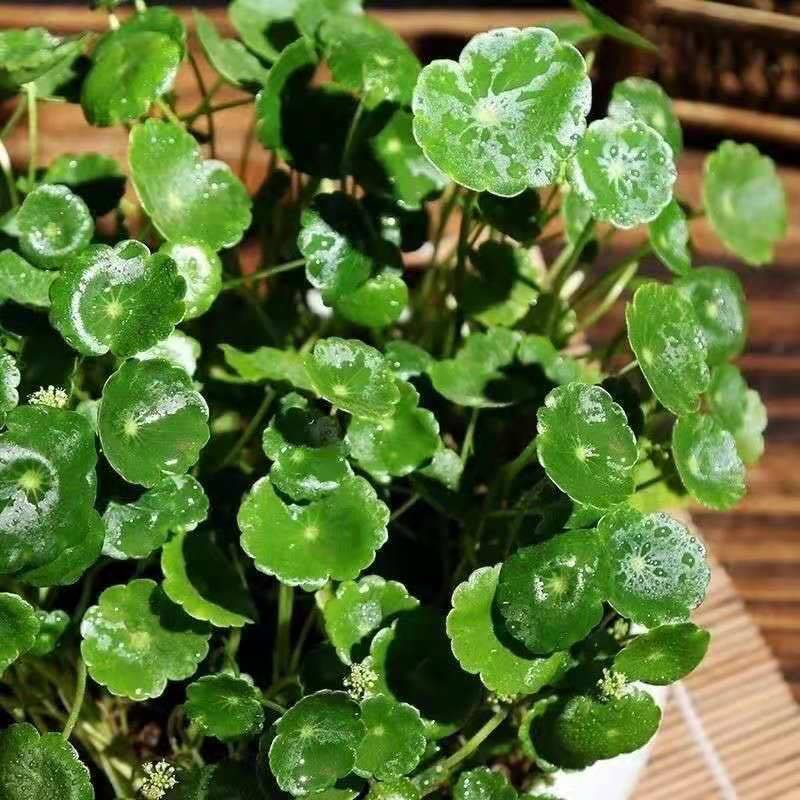 马蹄金种子草籽草坪小金钱草铜钱草四季常青耐高温绿化马蹄筋种籽