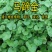 马蹄金种子草籽草坪小金钱草铜钱草四季常青耐高温绿化马蹄筋种籽