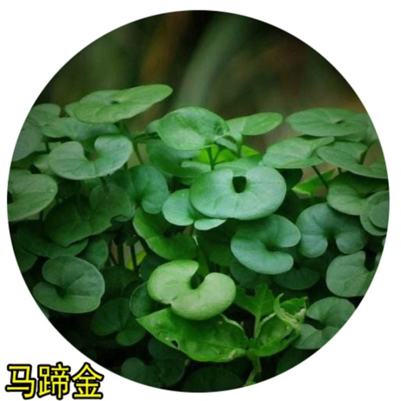 马蹄金种子草籽草坪小金钱草铜钱草四季常青耐高温绿化马蹄筋种籽