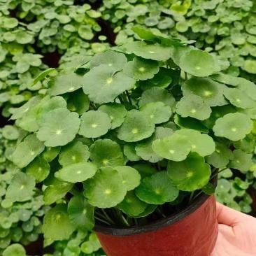 马蹄金种子草籽草坪小金钱草铜钱草四季常青耐高温绿化马蹄筋种籽