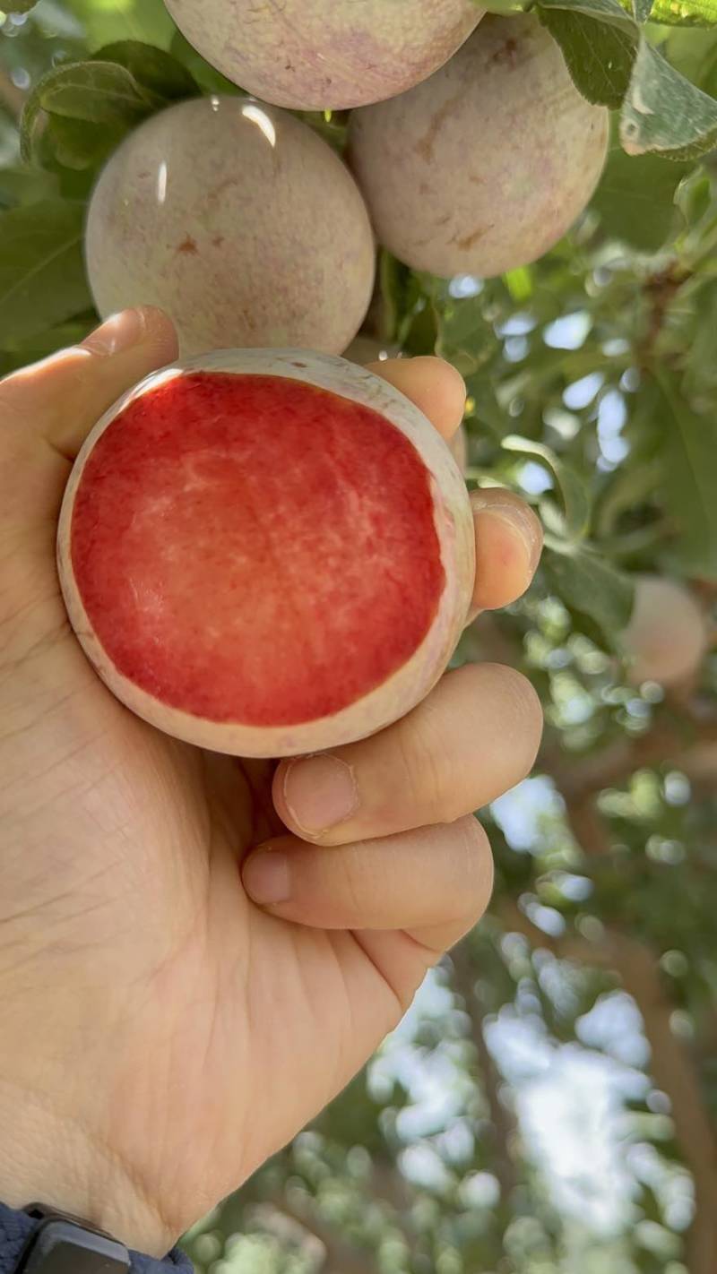 新疆恐龙蛋杏李
