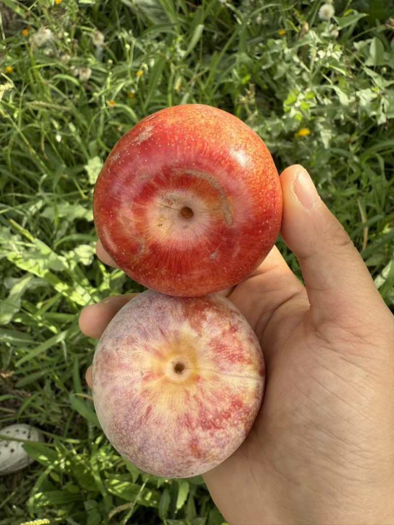 新疆恐龙蛋杏李