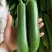 农家油皮丝瓜，蔬菜是新鲜现摘品质保证，支持视频看货！