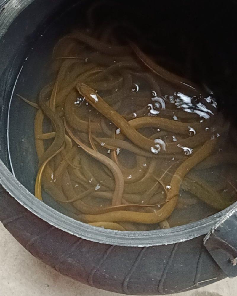 化州本土黄鳝