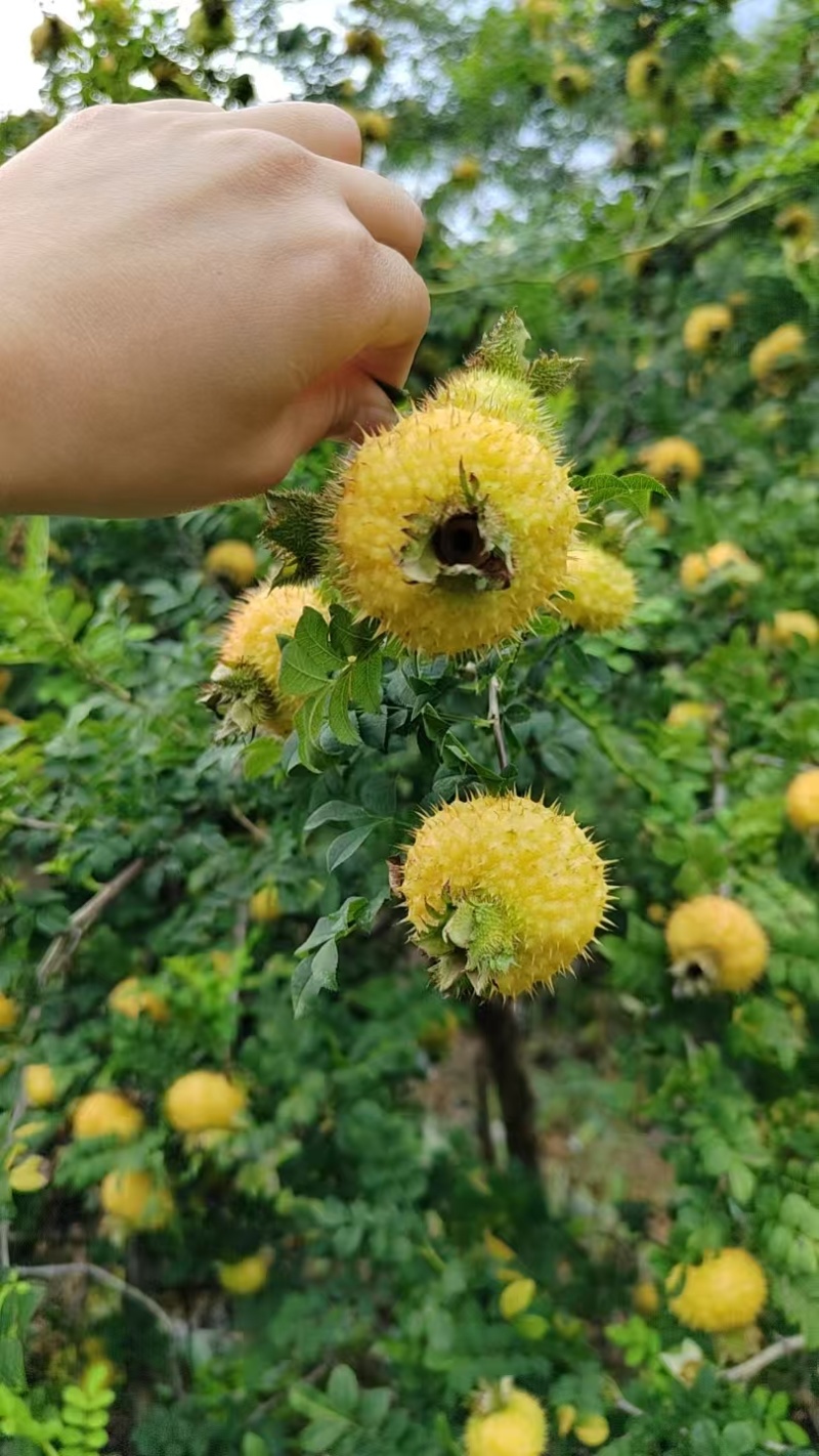 新鲜刺梨