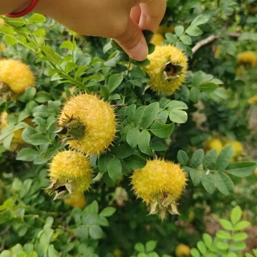 新鲜刺梨