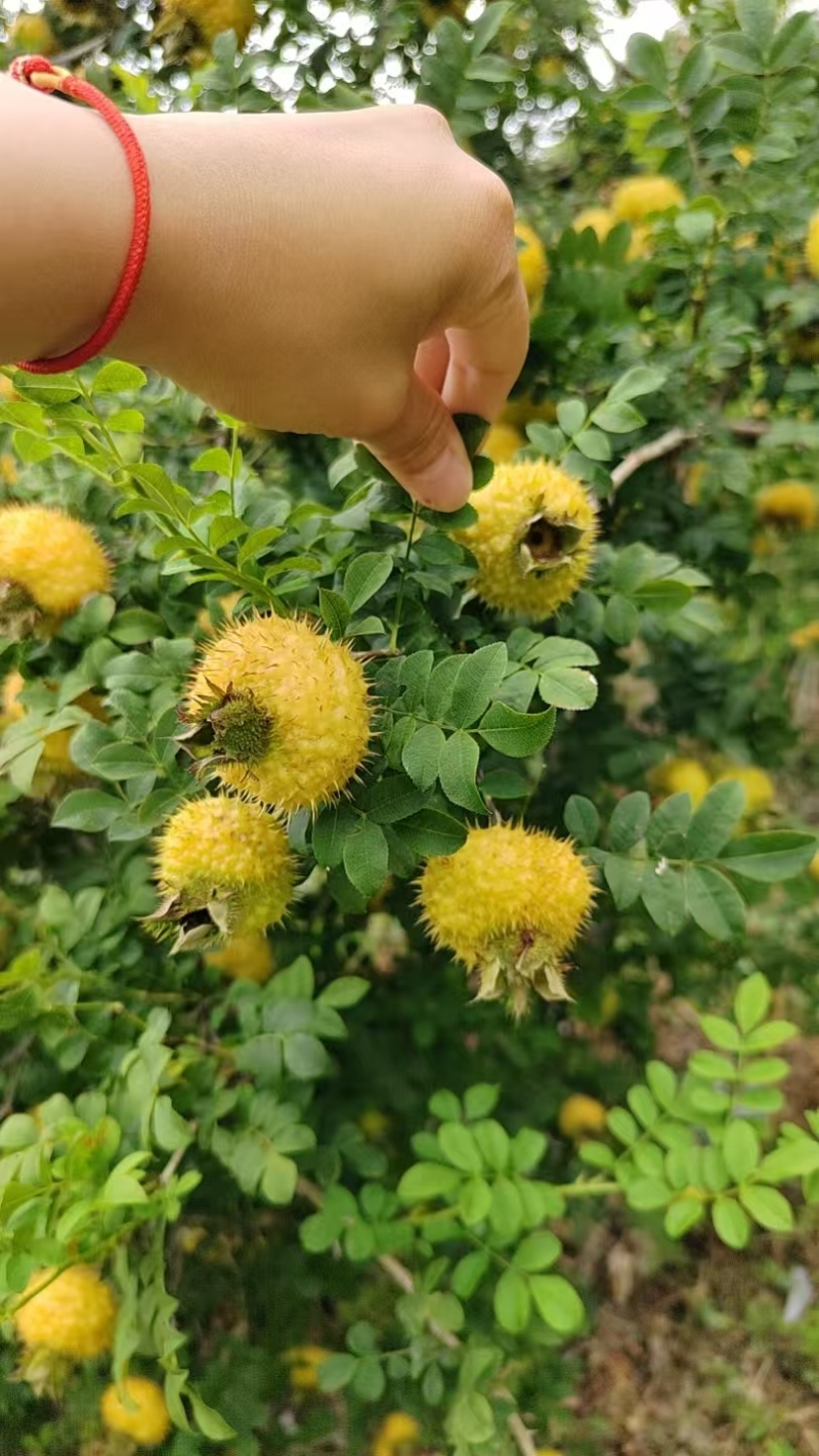 新鲜刺梨