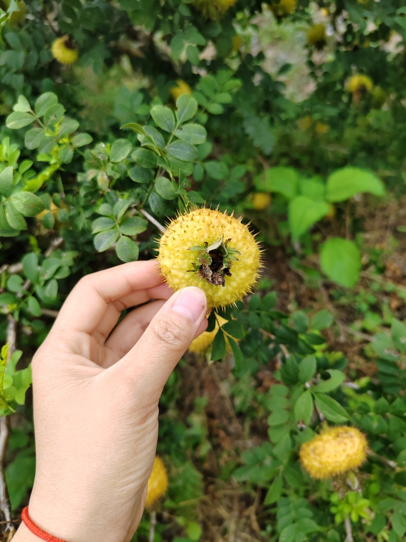 新鲜刺梨