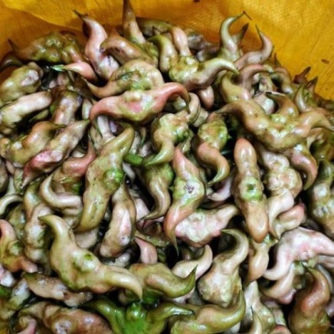 菱角