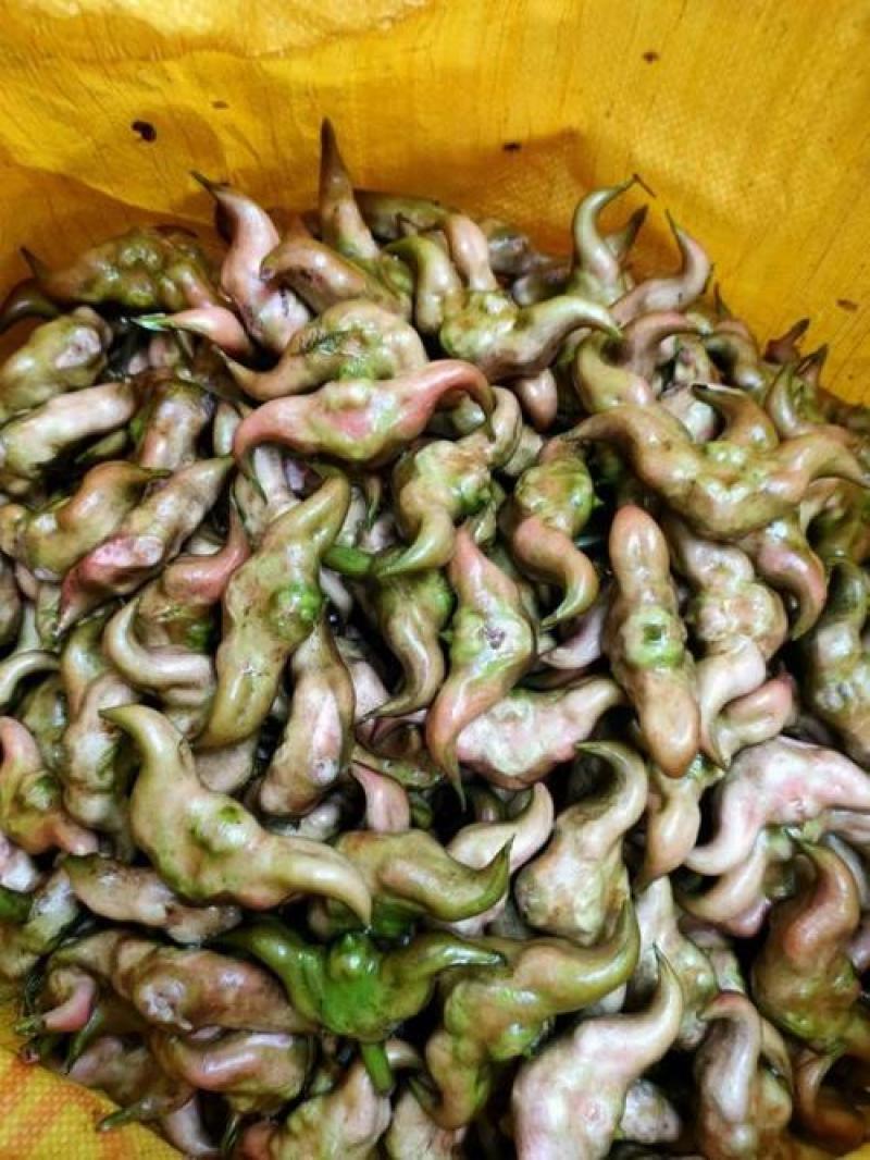 菱角