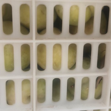秋季李子
