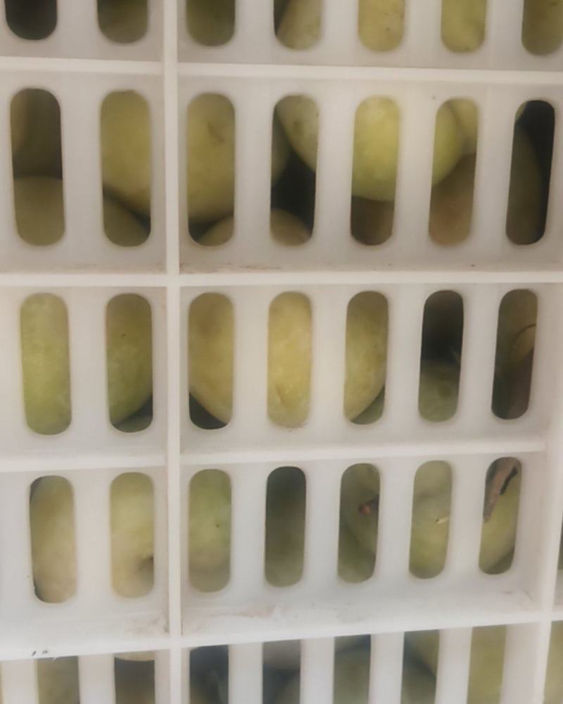 秋季李子