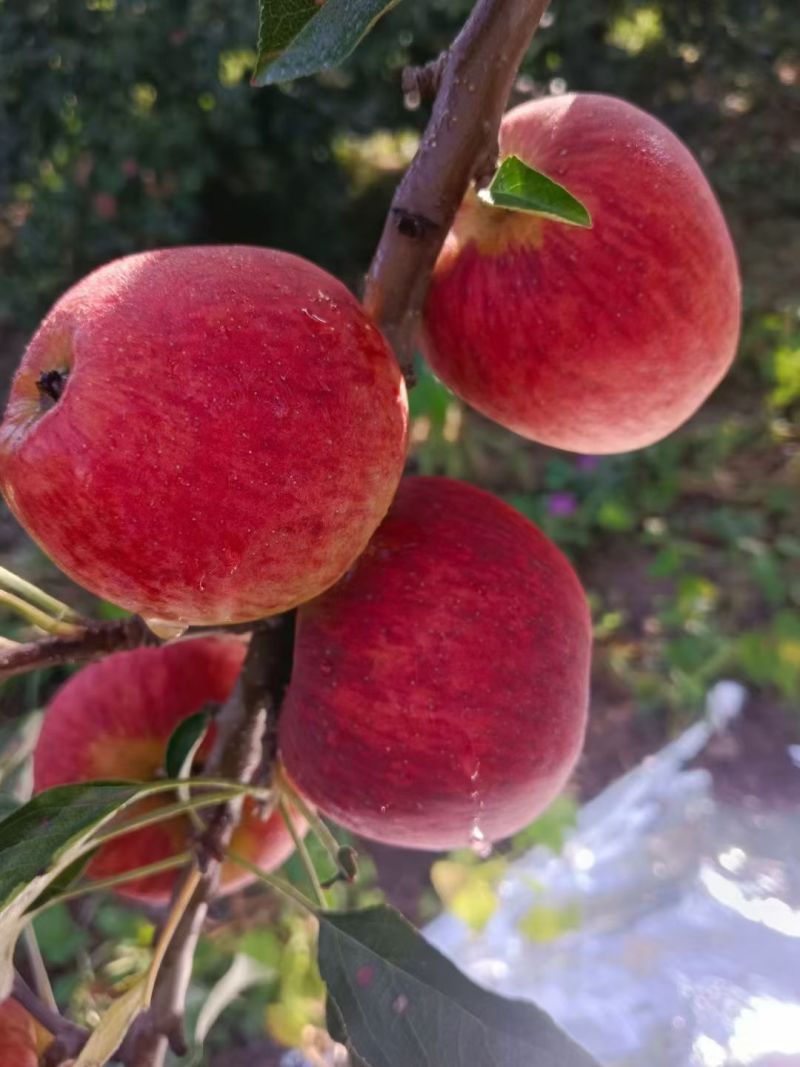 昭通丑苹果糖心苹果
