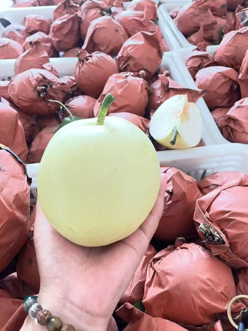 大量皇冠梨
