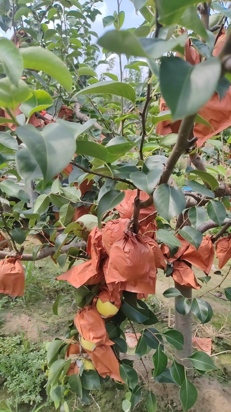 大量皇冠梨