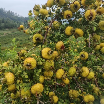 刺梨鲜果