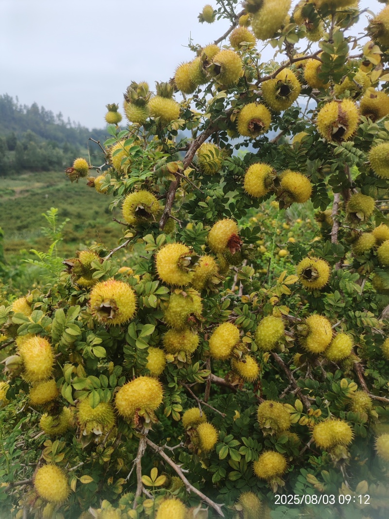 刺梨鲜果