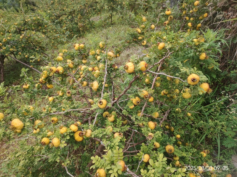 刺梨鲜果
