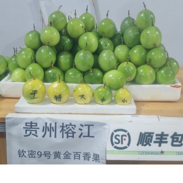 榕江村超百香果