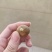兴宁龙眼