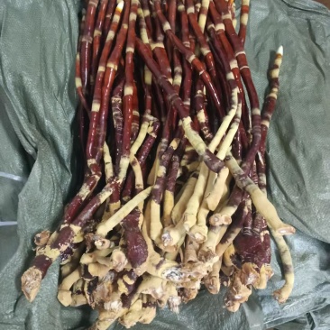 人工种植：鹿角灵芝