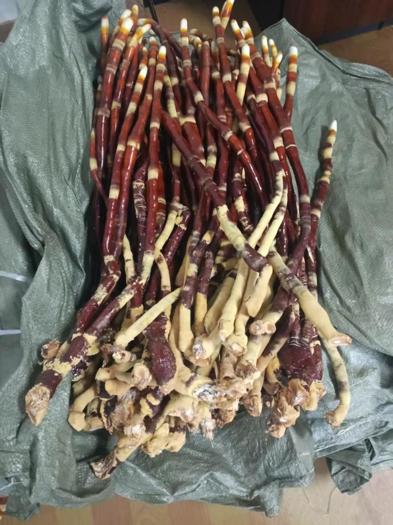 人工种植：鹿角灵芝