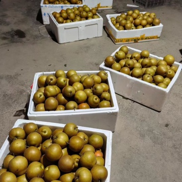 本地黄花梨小果三到六大量有货