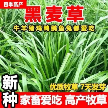 耐寒牧草种子多年生黑麦草种子常青鸡鸭鹅猪牛羊鱼草种籽高产耐热