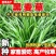 耐寒牧草种子多年生黑麦草种子常青鸡鸭鹅猪牛羊鱼草种籽高产耐热