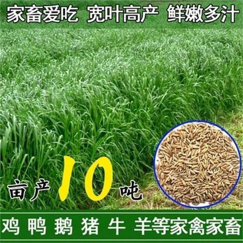 耐寒牧草种子多年生黑麦草种子常青鸡鸭鹅猪牛羊鱼草种籽高产耐热