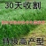 耐寒牧草种子多年生黑麦草种子常青鸡鸭鹅猪牛羊鱼草种籽高产耐热