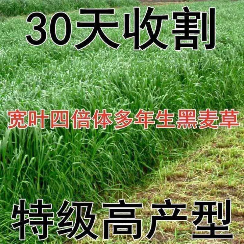 耐寒牧草种子多年生黑麦草种子常青鸡鸭鹅猪牛羊鱼草种籽高产耐热