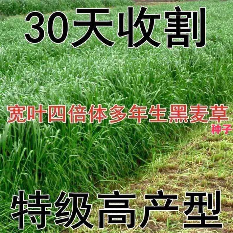 耐寒牧草种子多年生黑麦草种子常青鸡鸭鹅猪牛羊鱼草种籽高产耐热