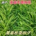 耐寒牧草种子多年生黑麦草种子常青鸡鸭鹅猪牛羊鱼草种籽高产耐热