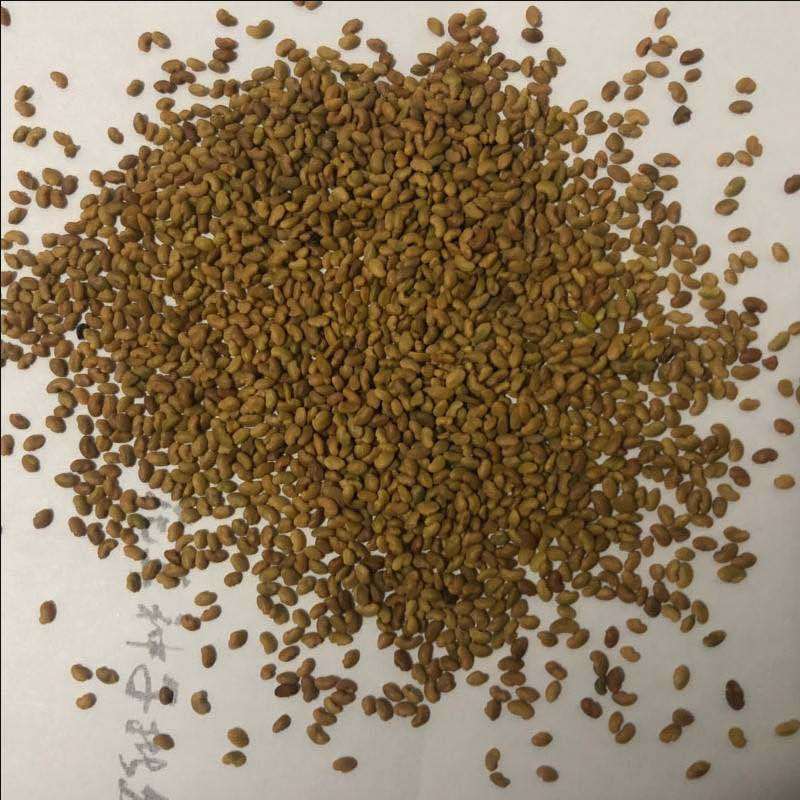 进口大叶赖寒赖汗新鲜牧草鱼兔食用进口紫花四季耐寒嫩芽紫花苜蓿