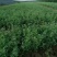 进口大叶赖寒赖汗新鲜牧草鱼兔食用进口紫花四季耐寒嫩芽紫花苜蓿
