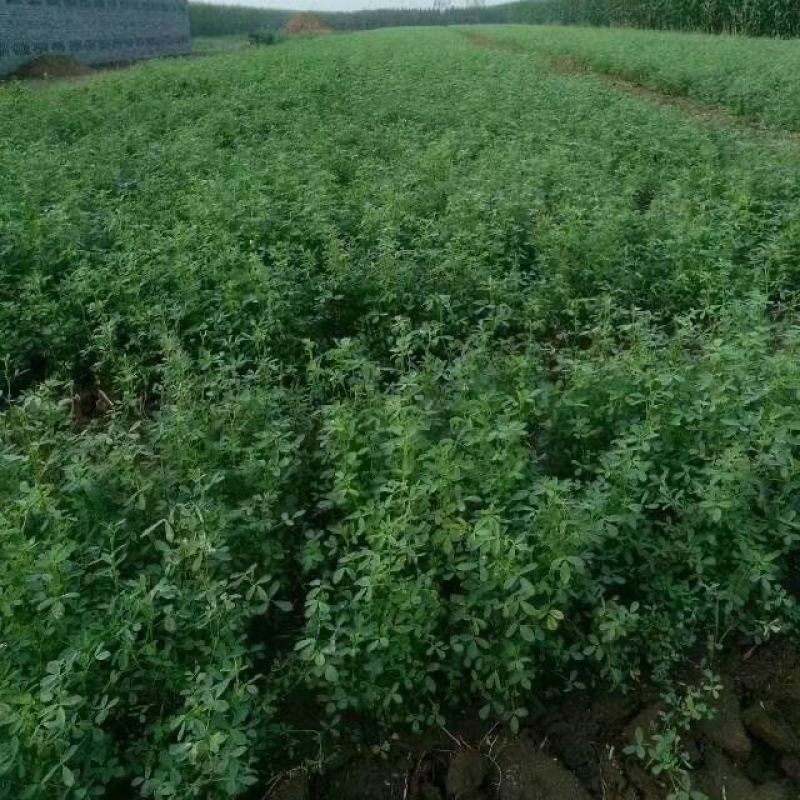 进口大叶赖寒赖汗新鲜牧草鱼兔食用进口紫花四季耐寒嫩芽紫花苜蓿