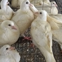 米马斯，帝丹，大宝乳鸽通货5两-8两