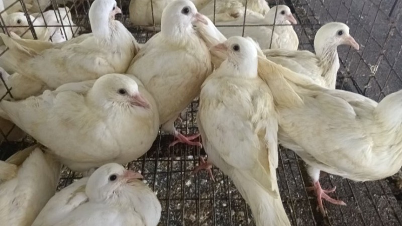 米马斯，帝丹，大宝乳鸽通货5两-8两