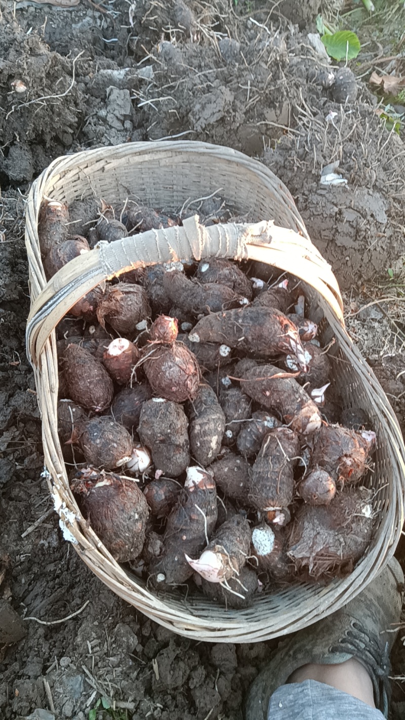 湖北荆州沙市岑河镇木院村红香芋